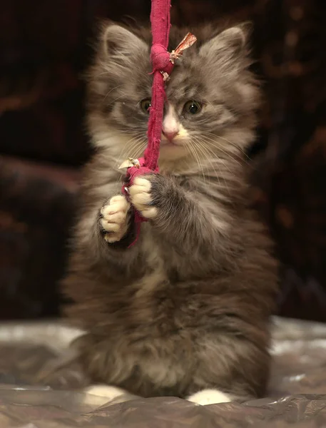 Niedliches Kleines Flauschiges Kätzchen Spielt Süß — Stockfoto