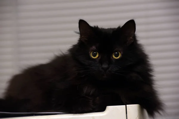 Sarı Gözlü Tüylü Siyah Bir Kedi — Stok fotoğraf