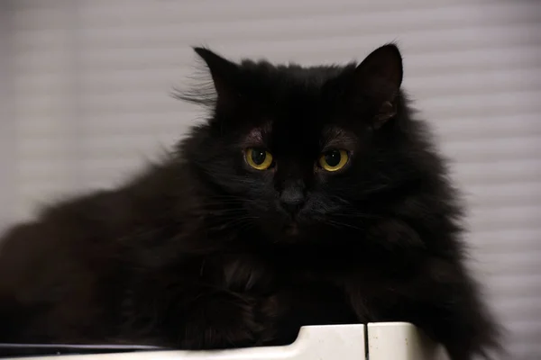 Красивый Пушистый Черный Кот Желтыми Глазами — стоковое фото