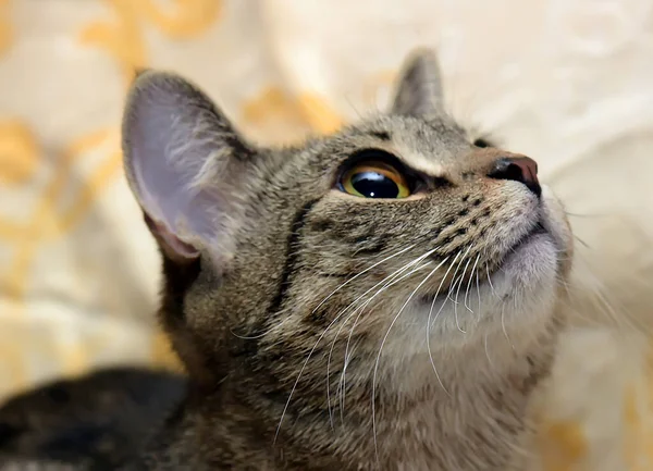 Μεγάλα Μάτια Ριγέ Γκρι Κοντή Γάτα Καναπέ — Φωτογραφία Αρχείου