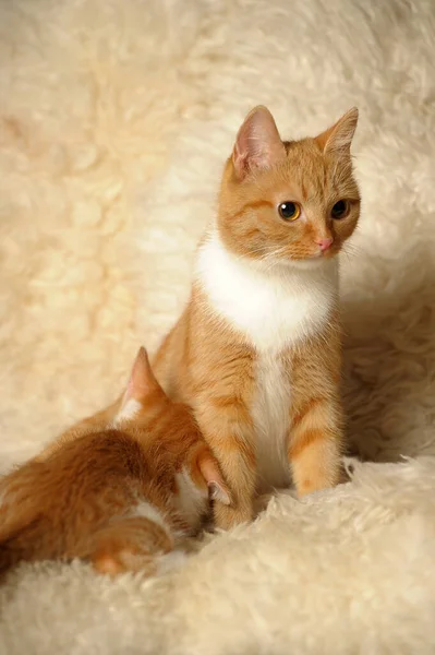 Red Cat Mom Little Kitten — Stock Photo, Image