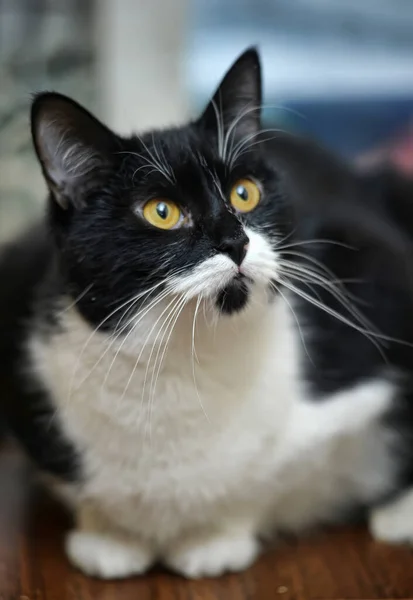 Schwarz Weiße Katze Mit Langem Schnurrbart — Stockfoto