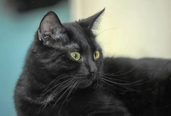 Piękny Brutalny Czarny Krotkie Kot — Zdjęcie stockowe