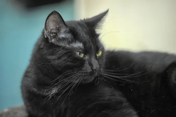 Piękny Brutalny Czarny Krotkie Kot — Zdjęcie stockowe