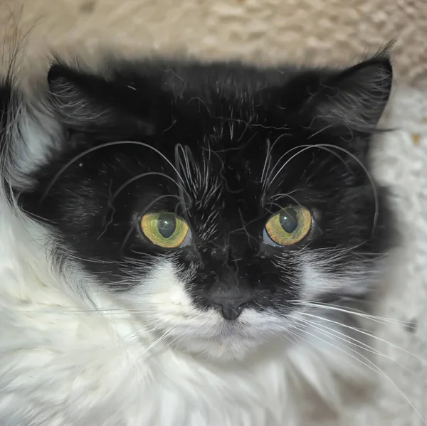 害怕的黑白相间的绒毛猫 — 图库照片