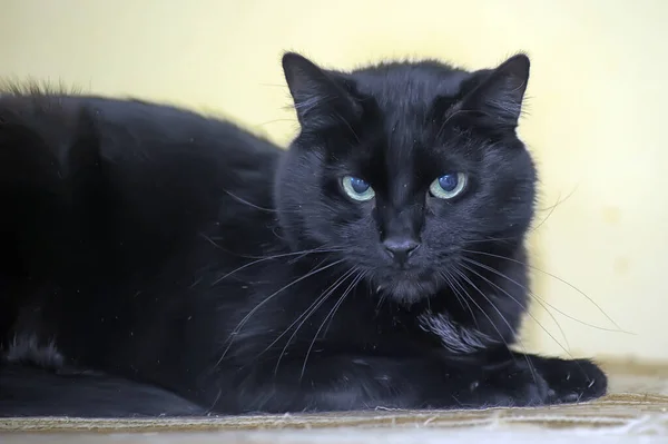Beautiful Brutal Black Shorthair Cat — Stock Photo, Image