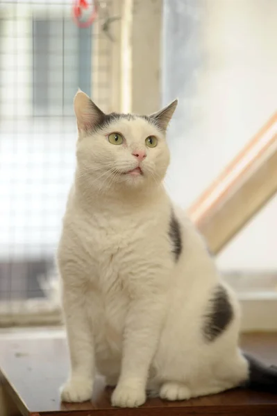 白と黒の斑点猫 — ストック写真
