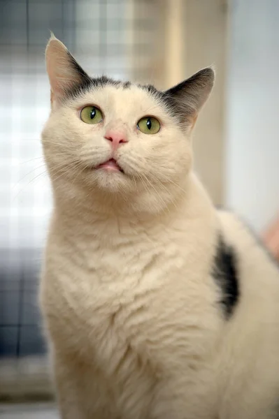 Blanco Con Manchas Negras Gato — Foto de Stock