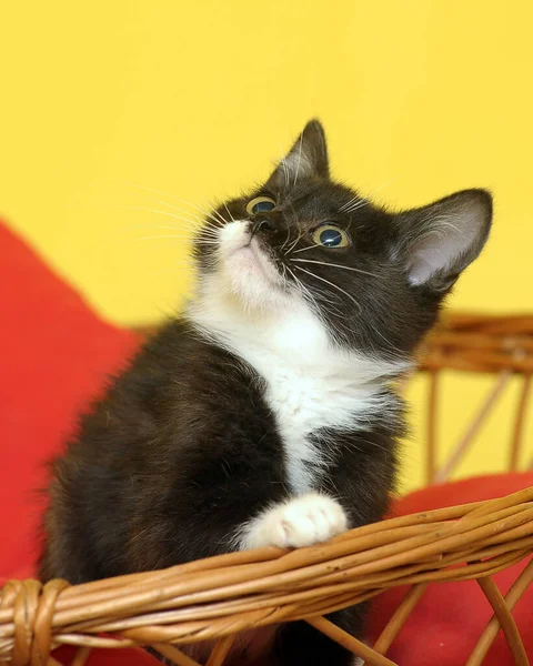 Gatito Blanco Negro Una Almohada Una Cesta Mimbre —  Fotos de Stock