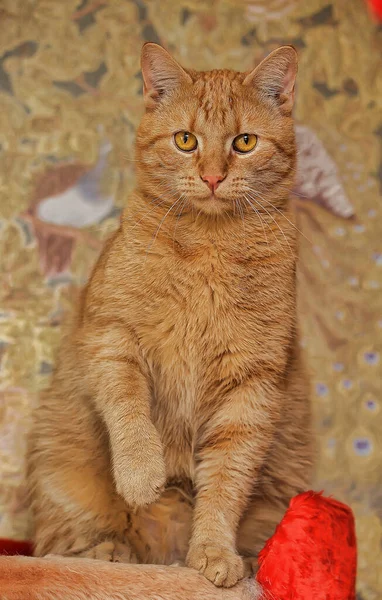 Bellissimo Gatto Zenzero Con Gli Occhi Arancioni — Foto Stock