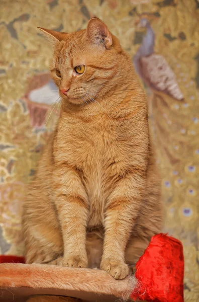 Beautiful Ginger Cat Orange Eyes — Stock Photo, Image