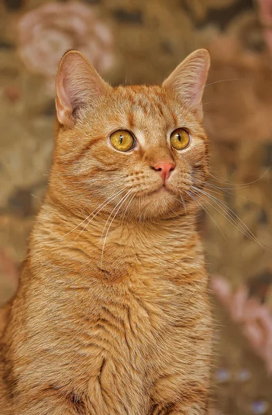 Belo Gato Gengibre Com Olhos Laranja — Fotografia de Stock