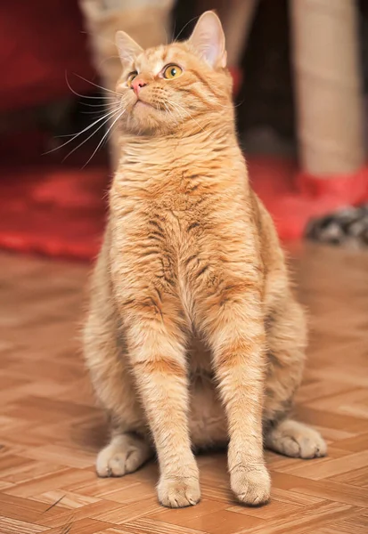 Belo Gato Gengibre Com Olhos Laranja — Fotografia de Stock