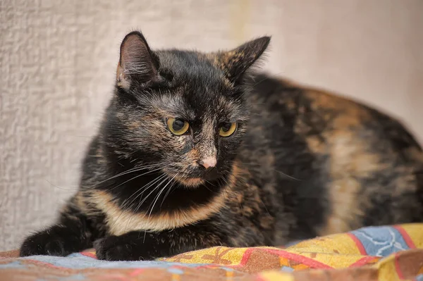 Cute Tortoise Red Black Cat — Stock Photo, Image