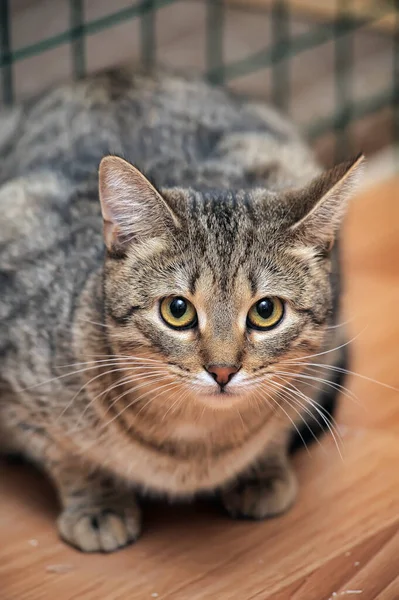 Tabby Cat Cat Show Shelter — Stock Photo, Image