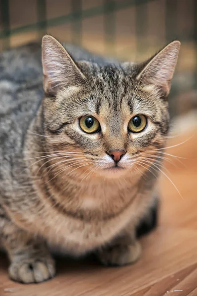 Tabby Katze Auf Einer Katzenausstellung Tierheim — Stockfoto