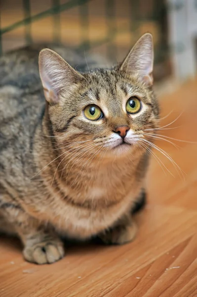 Tabby Cat Cat Show Shelter — Stock Photo, Image