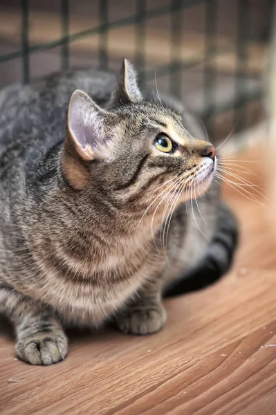 Kot Tabby Wystawie Kotów Schronisku — Zdjęcie stockowe