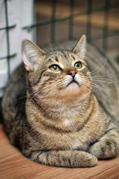 Tabby Cat Cat Show Shelter — Stock fotografie