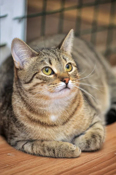 Gatto Tabby Una Mostra Gatti Rifugio — Foto Stock