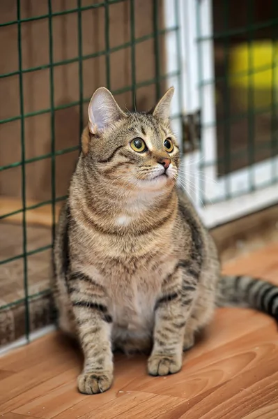 Tabby Katt Katt Utställning Ett Härbärge — Stockfoto