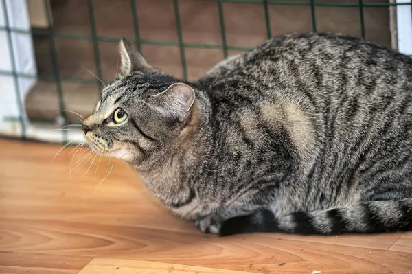 避難所からの動物の分布を示す猫 — ストック写真