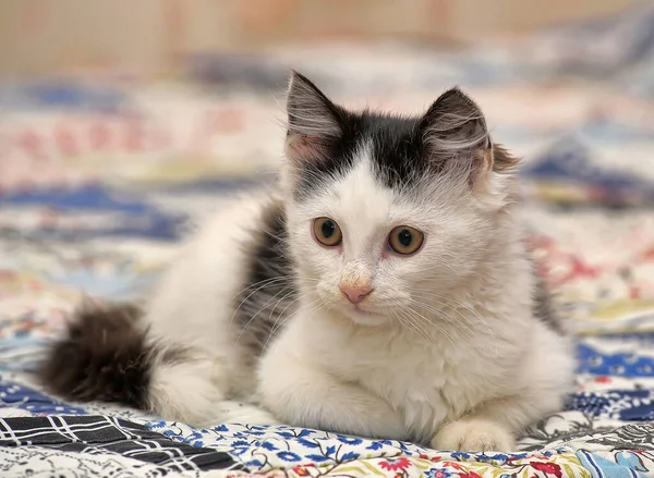 Vit Med Svarta Fläckar Söt Fluffig Kattunge — Stockfoto