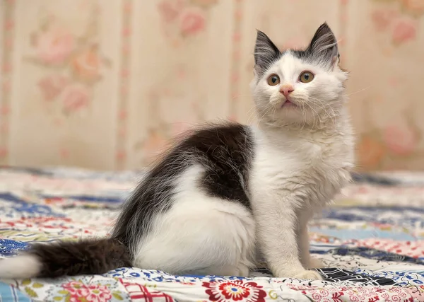 Wit Met Zwarte Vlekken Schattig Pluizig Kitten — Stockfoto