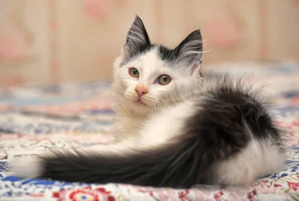 White Black Spots Cute Fluffy Kitten — Stock Photo, Image