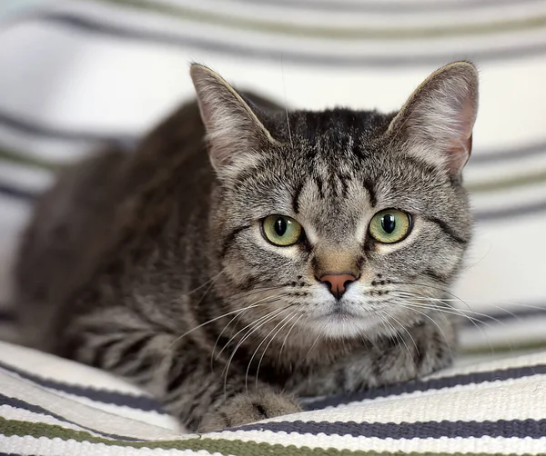 Søt Grå Stripete Katt Med Grønne Øyne – stockfoto
