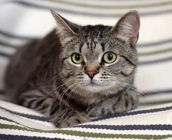 Gato Listrado Cinza Bonito Com Olhos Verdes — Fotografia de Stock