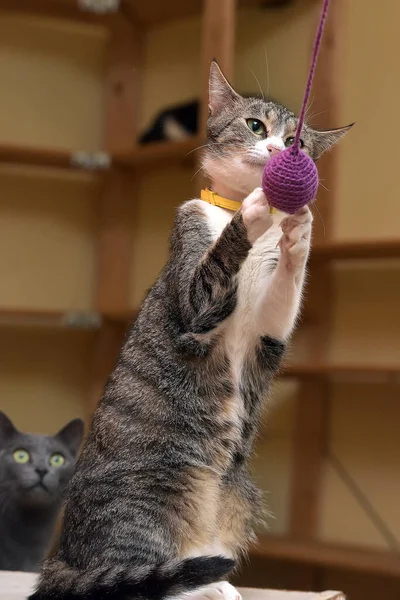 Jogo Gato Doméstico Cabelos Curtos Pega Brinquedo — Fotografia de Stock