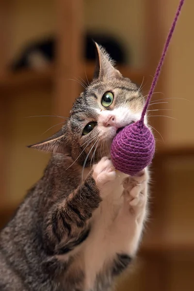 Jogo Gato Doméstico Cabelos Curtos Pega Brinquedo — Fotografia de Stock