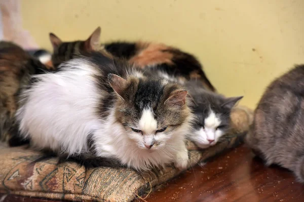 许多猫一起住在动物收容所里 — 图库照片