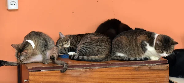 Muitos Gatos Juntos Abrigo Animais — Fotografia de Stock