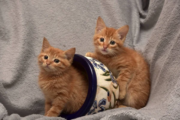 Two Red Kittens Together Flower Pot — Stock Photo, Image