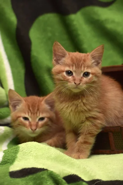 Two Red Kittens Together Casket — Stock Photo, Image
