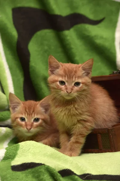 2つの赤い子猫と棺が — ストック写真