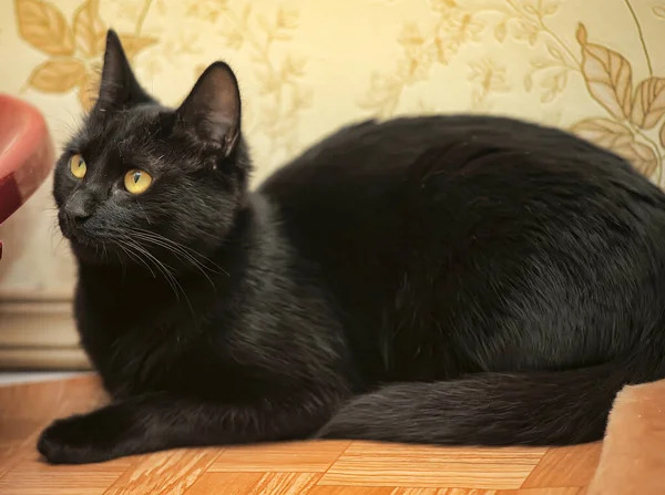 Красивая Черная Короткошерстная Кошка Желтыми Глазами — стоковое фото