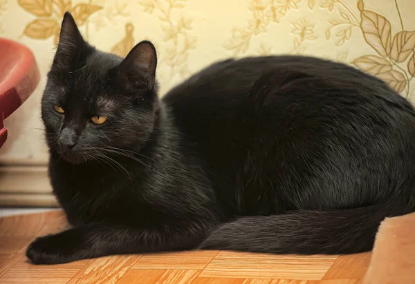 Bonito Preto Cabelos Curtos Gato Com Olhos Amarelos — Fotografia de Stock