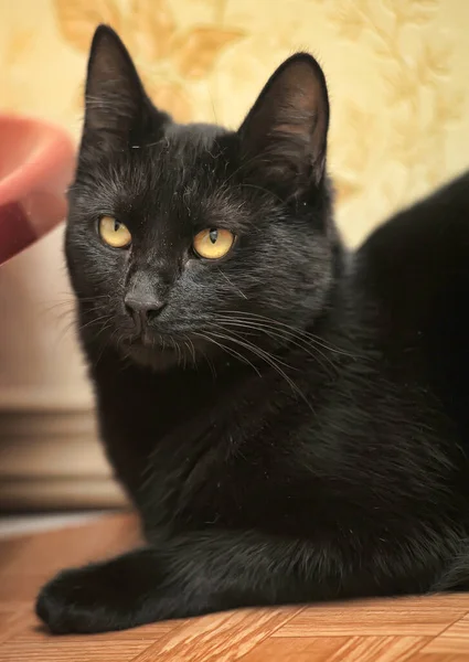 Όμορφη Μαύρη Κοντή Γάτα Κίτρινα Μάτια — Φωτογραφία Αρχείου