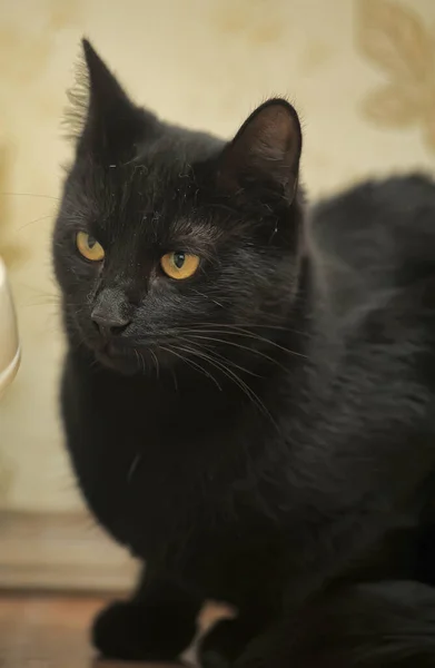 Красивий Чорний Короткошерстий Кіт Жовтими Очима — стокове фото