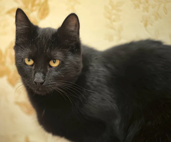 Schöne Schwarze Kurzhaarige Katze Mit Gelben Augen — Stockfoto