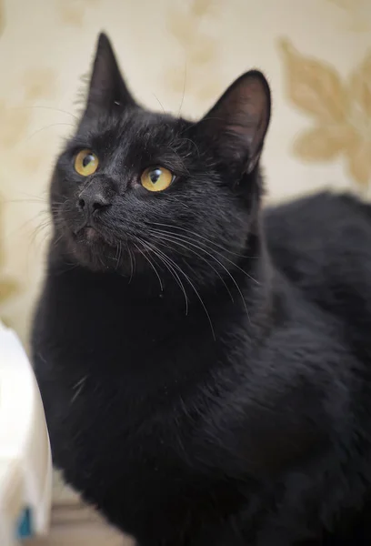 Beautiful Black Short Haired Cat Yellow Eyes — Stock Photo, Image