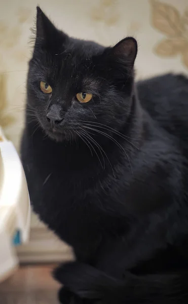 Bonito Preto Cabelos Curtos Gato Com Olhos Amarelos — Fotografia de Stock