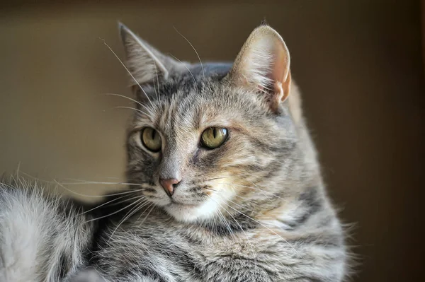 Vacker Grå Fluffig Tabby Katt — Stockfoto