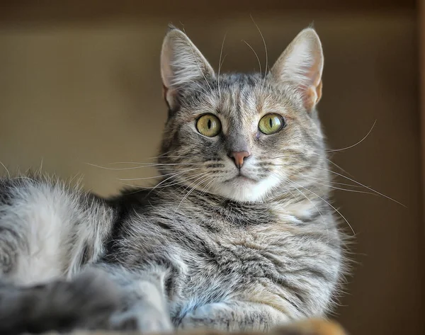 Vacker Grå Fluffig Tabby Katt — Stockfoto