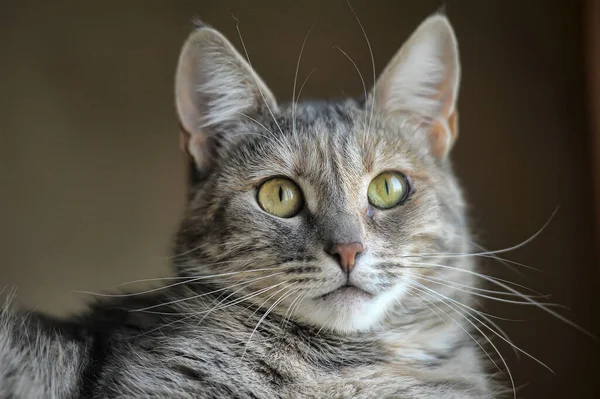 美しい灰色のふわふわのタビー猫 — ストック写真