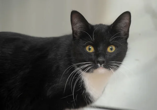 Jovem Preto Com Gato Branco Com Olhos Amarelos — Fotografia de Stock