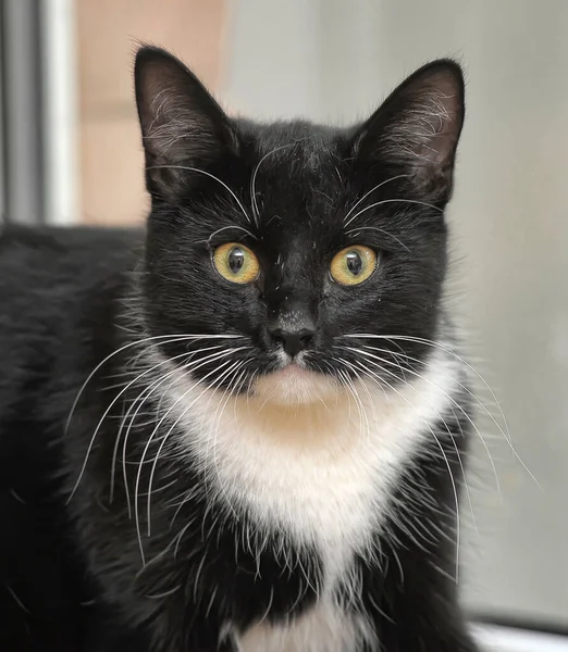 Young Black White Cat Yellow Eyes — Stock Photo, Image